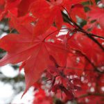 Ahorn im Herbstkleid © Lars Baus 2016