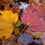 Ahornblätter im Herbst © Lars Baus 2017