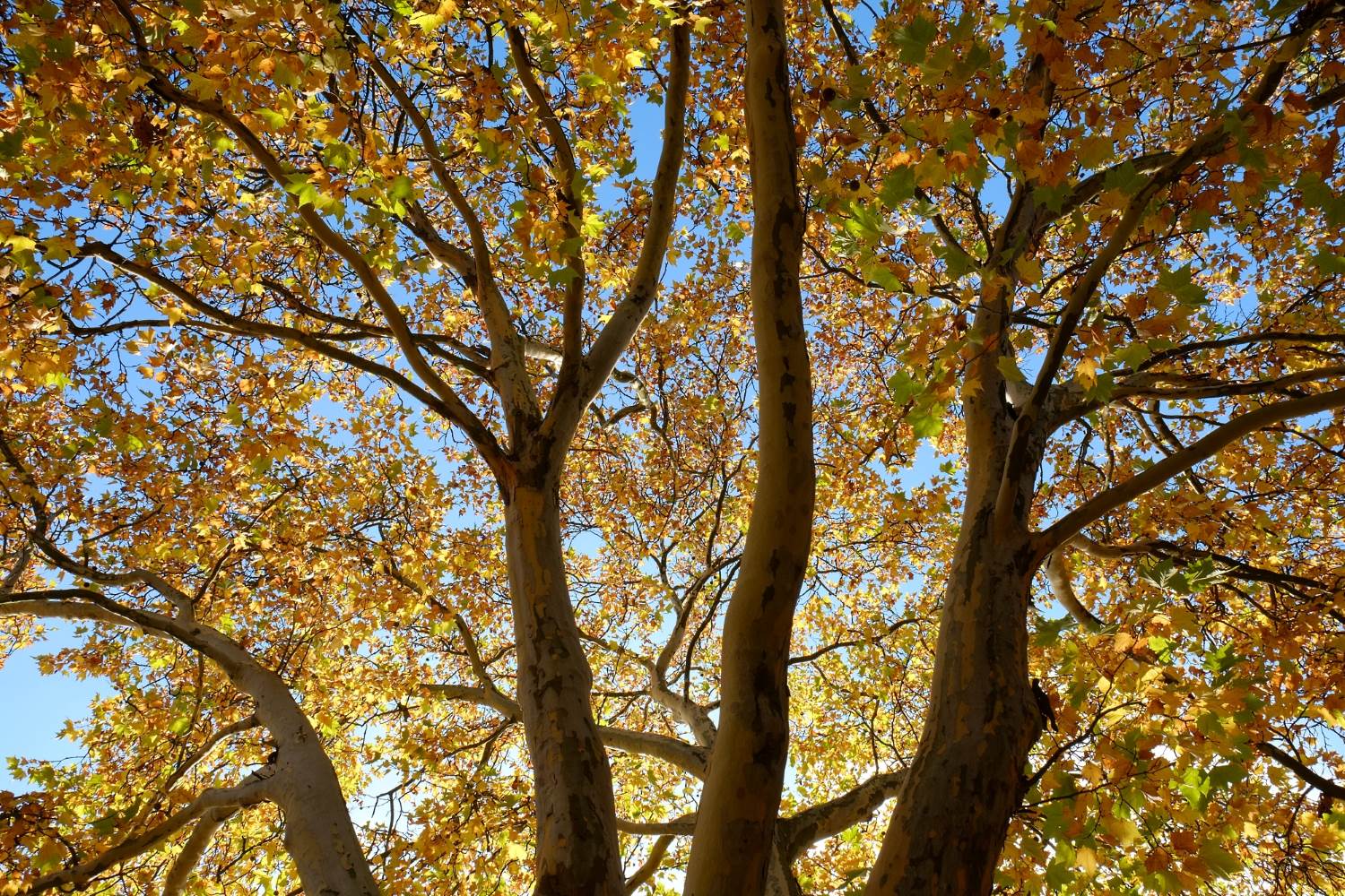 Ahornkrone im Herbst © Lars Baus 2013