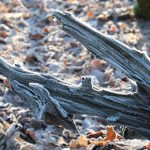 Altes Holz mit Frost © Lars Baus 2016