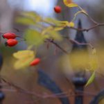 Beeren am Zaun © Lars Baus 2016