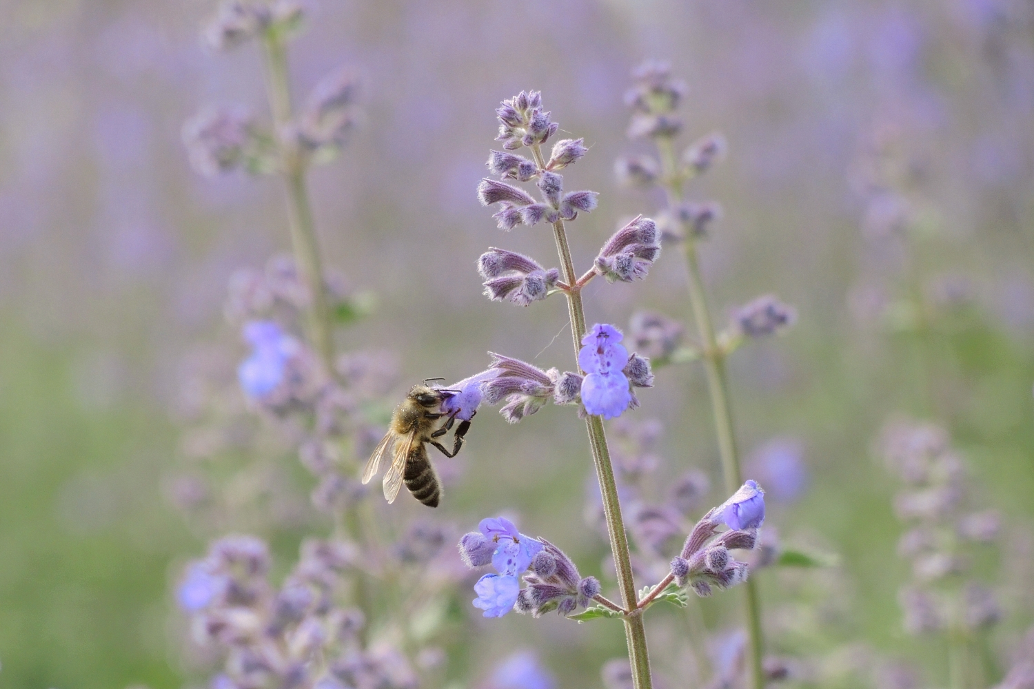 Biene auf Nektarsuche © Lars Baus 2019