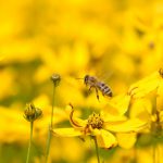 Biene im Blütenmeer © Lars Baus 2017