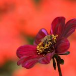 Biene im Farbenrausch © Lars Baus 2017