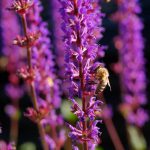 Biene im Lavendel © Lars Baus 2013