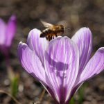 Biene und Krokus © Lars Baus 2018