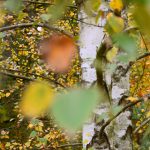 Birke im Herbst © Lars Baus 2016
