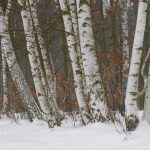 Birken im Schnee © Lars Baus 2017