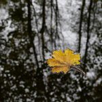 Blatt im Fluss © Lars Baus 2014