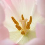 Blütenstempel der Tulpe © Lars Baus 2018