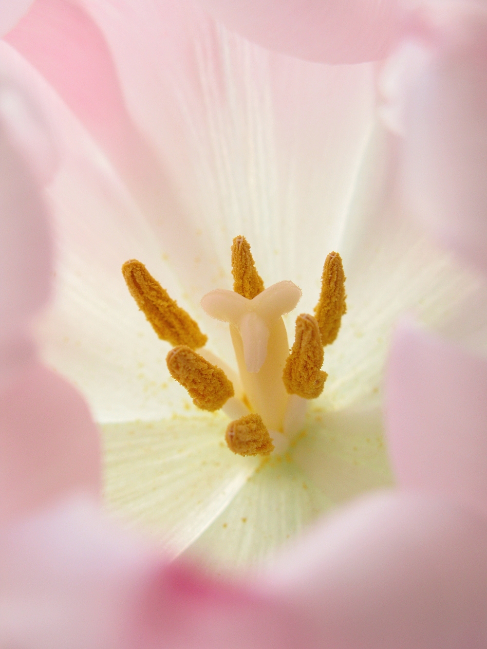 Blütenstempel der Tulpe © Lars Baus 2018