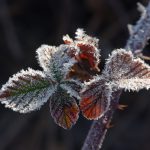 Brombeerblätter im Frost © Lars Baus 2019