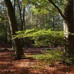 Buchenwald im Frühherbst © Lars Baus 2019