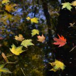Bunte Herbstblätter im Teich © Lars Baus 2015