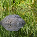 Der Fels im Teich © Lars Baus 2015