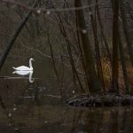 Der dunkle Waldsee © Lars Baus 2016