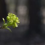 Die Bäume treiben aus © Lars Baus 2019