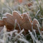 Eichenblatt mit Bodenfrost © Lars Baus 2016