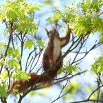 Eichhörnchen im Ahornbaum © Lars Baus 2016