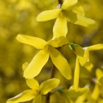 Forsythien © Lars Baus 2018