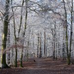 Frost im Grunewald © Lars Baus 2016