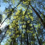 Frühling im Wald © Lars Baus 2016