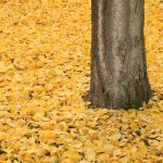 Ginkgo-Baum © Lars Baus 2018