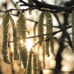 Haselblüten im Abendlicht © Lars Baus 2019