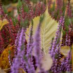 Heide und Herbstlaub © Lars Baus 2015