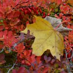 Herbstblätter und Dornen © Lars Baus 2015