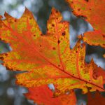 Herbstfeuer © Lars Baus 2017