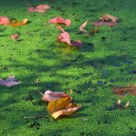 Herbstlaub auf dem Teich © Lars Baus 2017