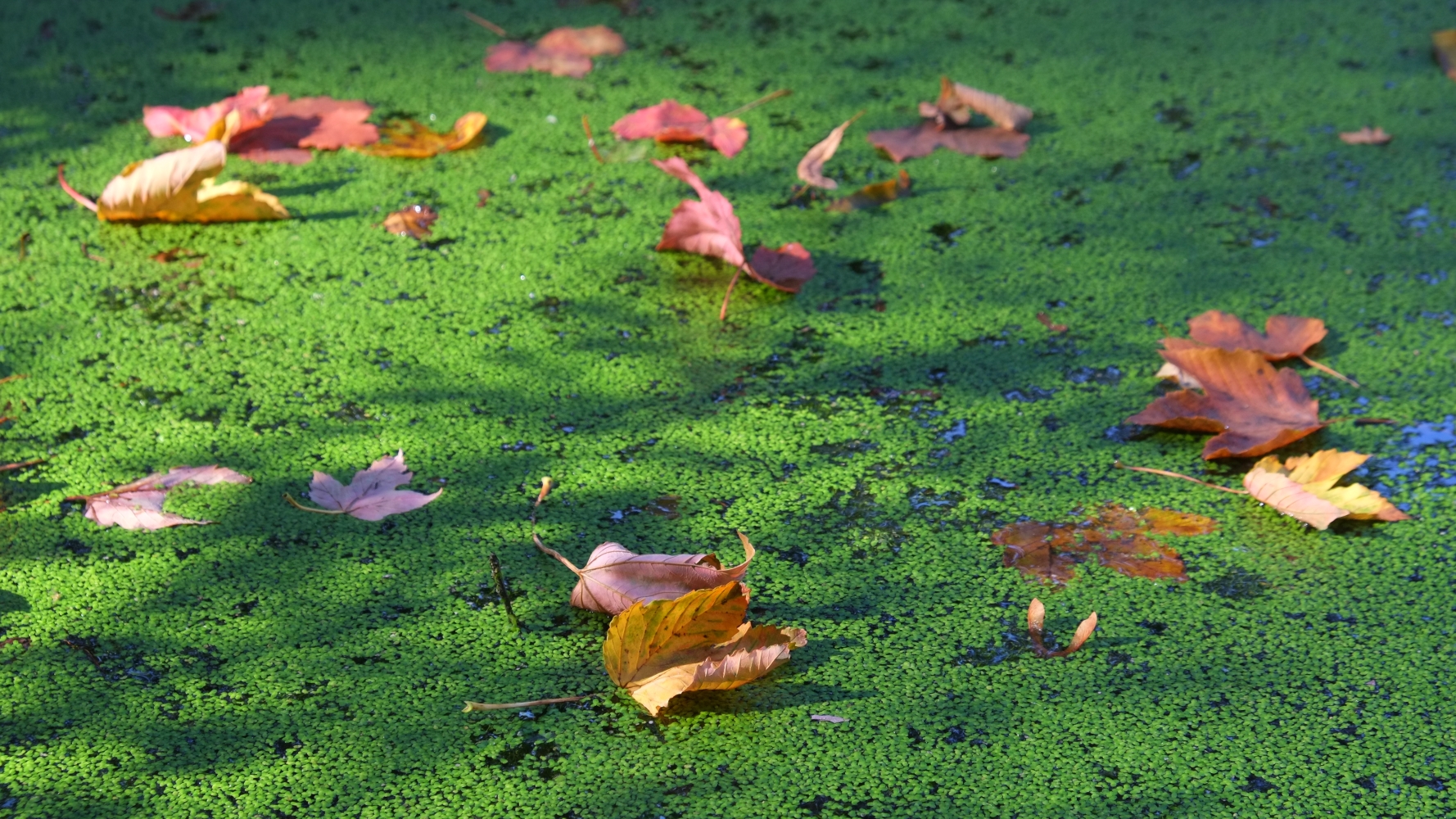 Herbstlaub auf dem Teich © Lars Baus 2017