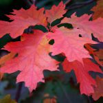 Herbstlaub der Spitzeiche © Lars Baus 2013