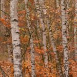 Herbstlicher Birkenhain © Lars Baus 2018