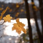 Herbstliches Lichtspiel © Lars Baus 2018