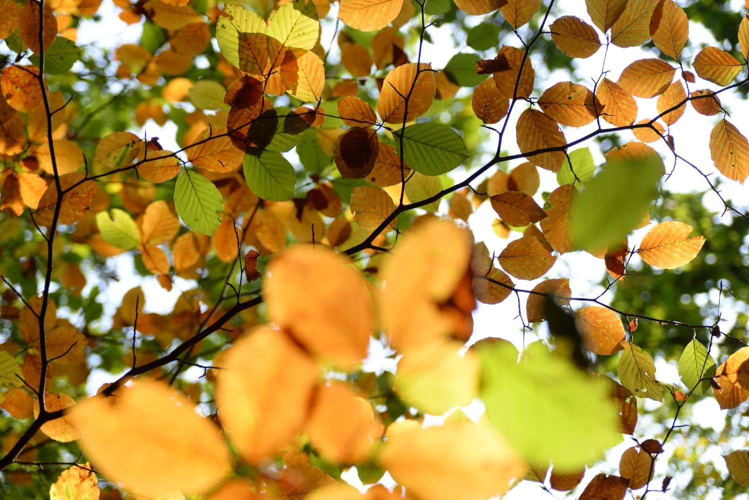 Herbstpalette © Lars Baus 2014