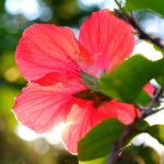 Hibiskuslicht © Lars Baus 2013