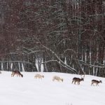 Hirsche im Schnee © Lars Baus 2013