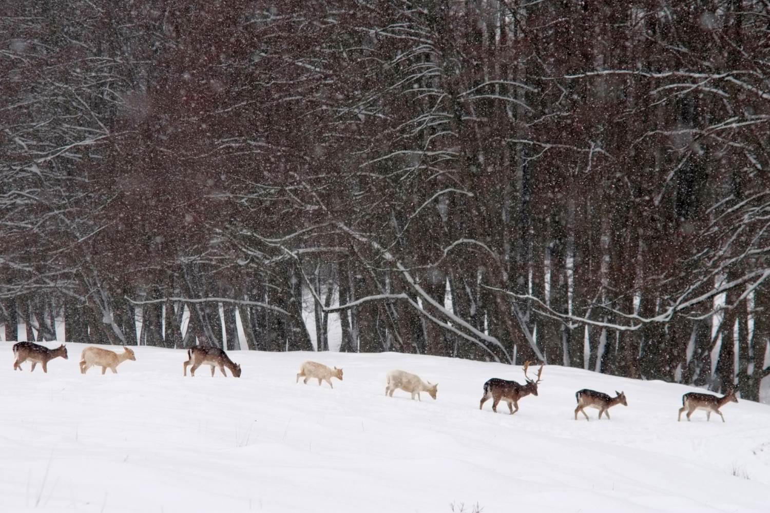 Hirsche im Schnee © Lars Baus 2013