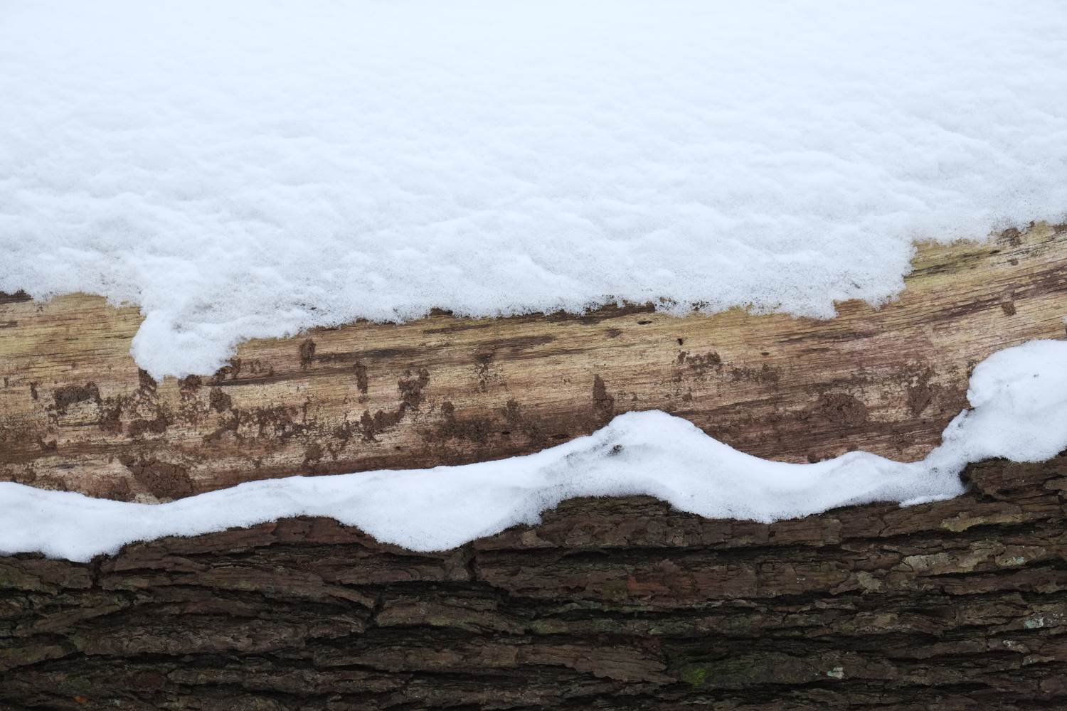 Holz und Schnee © Lars Baus 2014