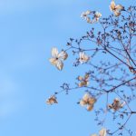 Hortensie im Frühlingslicht © Lars Baus 2019