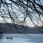 Hunde auf dem Eis © Lars Baus 2019