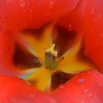 In der roten Tulpe © Lars Baus 2016