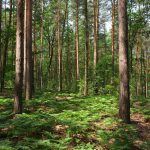 Junge Farne im Wald © Lars Baus 2017