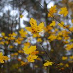 Junger Ahorn im Herbst © Lars Baus 2014