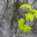 Junger Ahorn im Regen © Lars Baus 2016