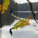 Kormoran auf herbstlichem See © Lars Baus 2019