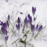 Krokusse im Schnee © Lars Baus 2016