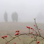 Landschaft im Nebel © Lars Baus 2016